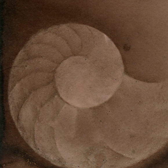 Original ACEO - Miniature Sea Shell Shell Painting - Nautilus Shell 604 - Picture 2 of 5